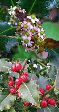 Holly