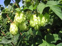hop cones by Dr Hagen Graebner