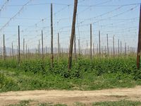 hopyard by Williamborg