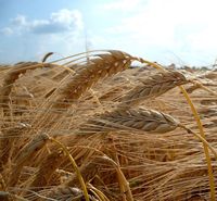 Hordeum vulgare pictured by Carport