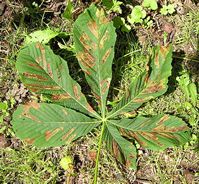 Horse_Chestnut