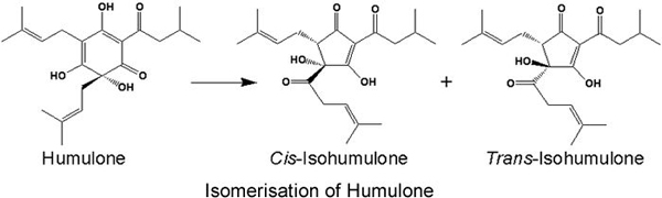 humulone isomerisation