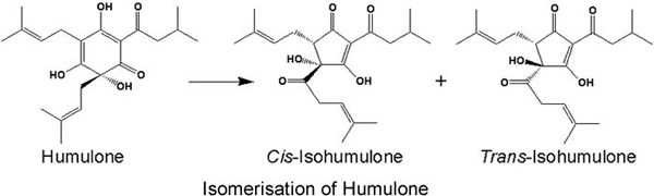 humulone isomerisation