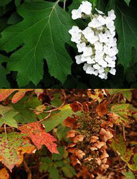 hydranea quercifolia