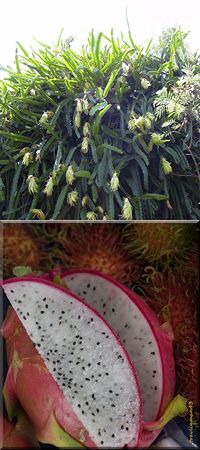 hylocereus undatus by Forest and Kim Starr, and below, dragonfruit from Wikipedia Commons