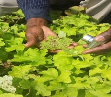 Idowu Rotifa inspecting nematode symptomes
