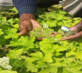 Idowu Rotifa inspecting nematode symptomes