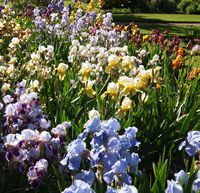 Iris Collection - Oxford Botanic Garden