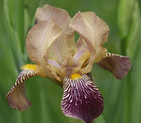 Iris Germanica - Bernd Haynold