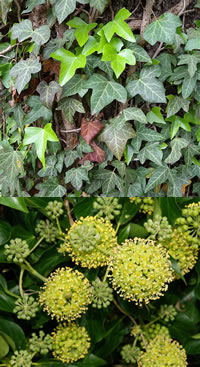 Ivy