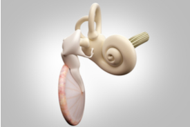 /-/media/images/general/i/shutterstock_inner-ear.ashx?h=184&w=275&hash=9552A631D2357CF863ED6450E52891CB