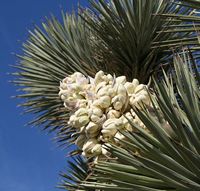 Joshua Tree panicle pictured by David Scriven