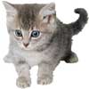 kitten