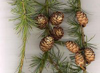 larix decidua