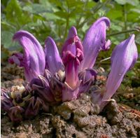 Lathraea_clandestina  - Jean-Jaques Milan - CC-BY-SA http://commons.wikimedia.org/wiki/File:Lathraea_clandestina_03