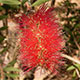 Lemon bottlebrush 