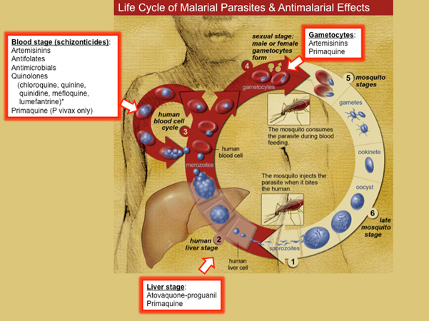 lifecycle malarial parasites