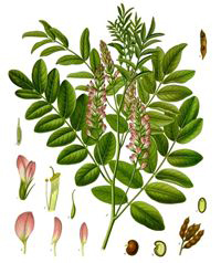 liquorice by Franz Eugen Köhler), 