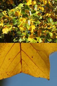 liriodendron