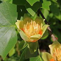 Liriodendron tulipifera pictured by Jane Shelby Richardson
