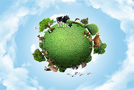 Livestock