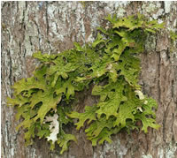 lobularia_pulmonaria