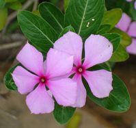 madagascar periwinkle picture by Eurico Zimbres