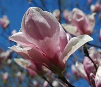 Magnolia flower photo by Amerune