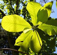 Magnolia leaves photo by Crusier