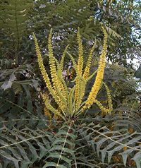 Mahonia lomariifolia (picture by Andel Früh)
