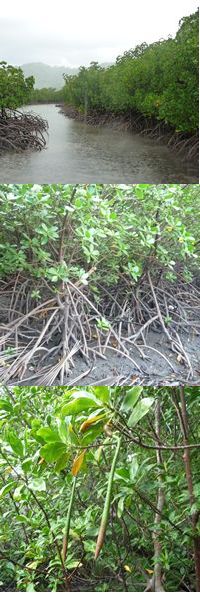 Mangroves