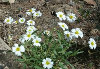 Melampodium Leucanthum