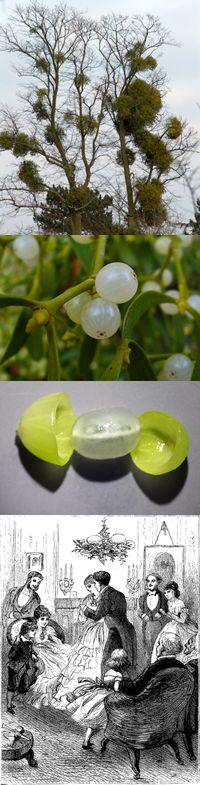 Mistletoe