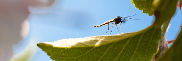Mosquito on leaf