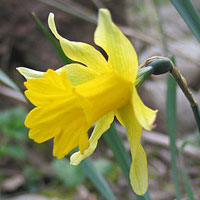 Daffodil by Juan Jos&eacute; S&aacute;nchez