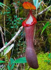 Nepenthes edwardsiana