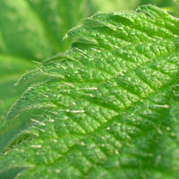 nettles