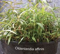 Oldenlandia affinis   - KalataB1 