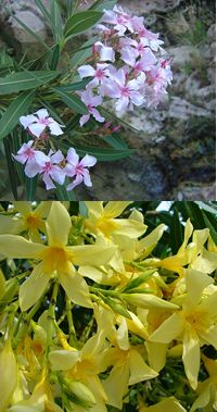 oleander