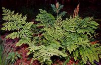 Osmunda Regalis