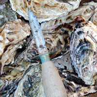 oysters