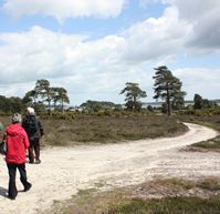 Professional Horticulture Group South West Arne - Peter Grimbly