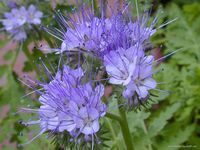 Phacelia tanacetifolia
