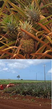 pineapple by Mr Toto and fields by Cumulus Clouds