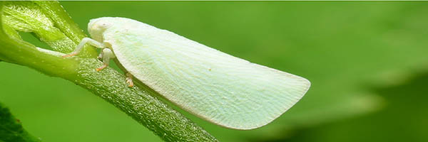 Plant hopper