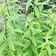 Lemon Verbena