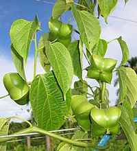 Plukenetia volubis fruits, photo by NusHub, photo copyright CC-BY-SA