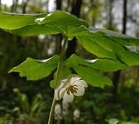 podophyllum petatum
