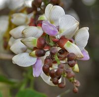 Pongamia pinnata by J M Garg