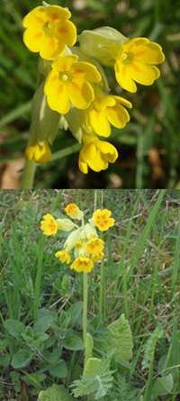 Primula - Oxford Botanic Garden. Photos by BerndH (top) Rasbak (bottom)